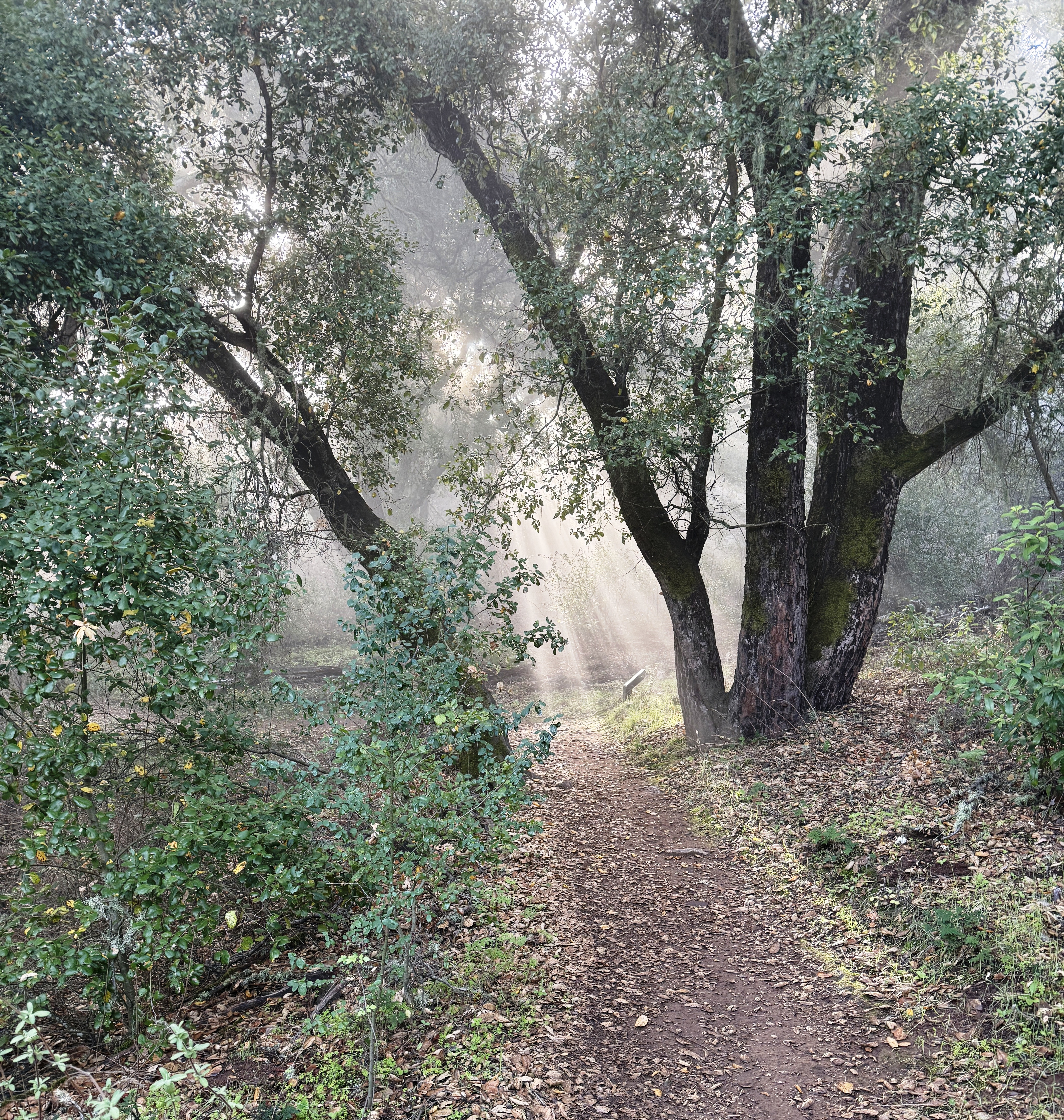 Rays of sunshine along the trail at Three Bridges Oak Preserve.